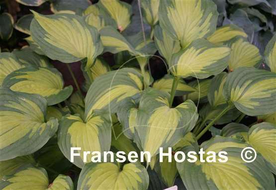 Hosta Roy Klehm